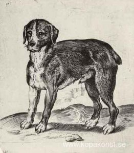 Hund Hund