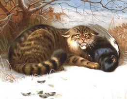 Vildkatt Vildkatt