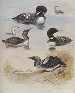 Great Northern Diver Great Northern Diver