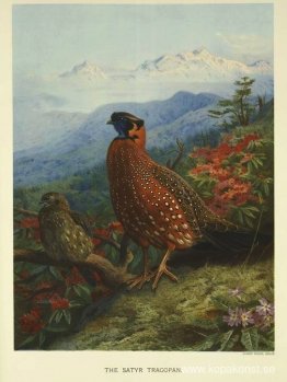 Satyr-Tragopan Satyr-Tragopan