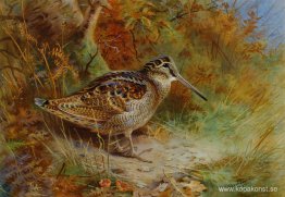 En Woodcock En Woodcock