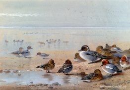 Stiftsvans, kricka Och peruka, På Stranden Stiftsvans, kricka Och peruka, På Stranden