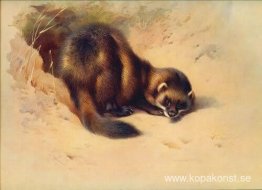 Europeisk polecat Europeisk polecat