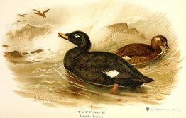 Velvet Scoter Velvet Scoter