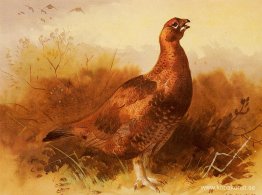 Cock Grouse Cock Grouse
