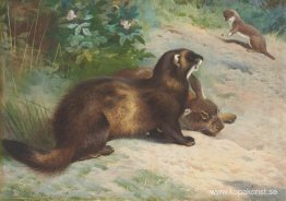 Europeisk polecat som försvarar en kaninkadaver från en minsta v Europeisk polecat som försvarar en kaninkadaver från en minsta v