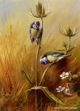 Blåmöss På En Teasel Blåmöss På En Teasel