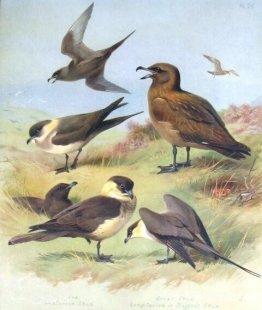 Richardson's Skua, Great Skua, Pomarine Skua Richardson's Skua, Great Skua, Pomarine Skua
