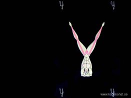 Alfabetet Y Alfabetet Y