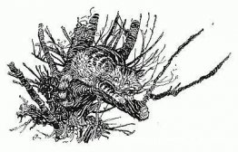 Cheshire Puss Cheshire Puss