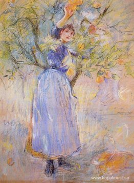 Apelsinplockaren Apelsinplockaren