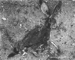 Jack Rabbit Jack Rabbit