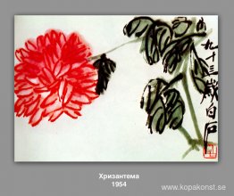 Krysantemum Krysantemum