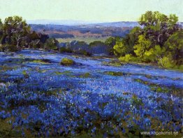 Bluebonnets, sen eftermiddag, norr om San Antonio