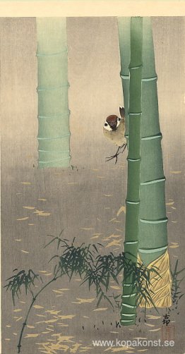 Trädsparv och bambu