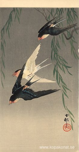 Svalor under flygning