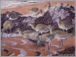 Curlews Och Turnstones