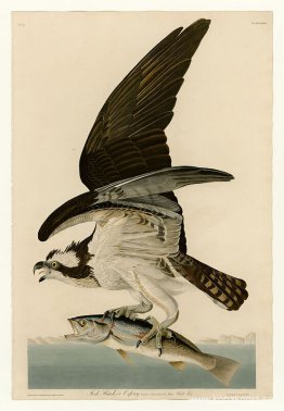 Tallrik 81 Fish Hawk eller Osprey