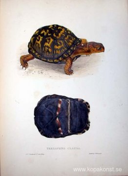 Terrapene stängd