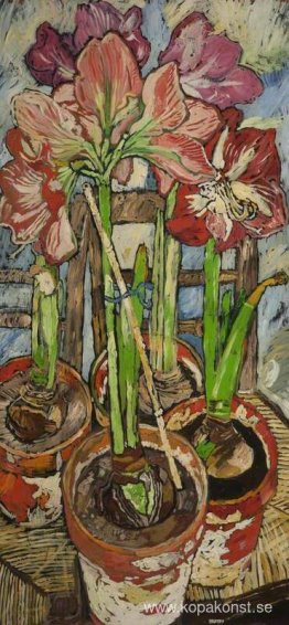 Fyra amaryllis i krukor
