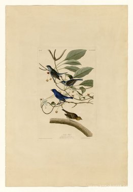 Tallrik 74 Indigo Bird