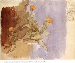 Studie av ringblommor