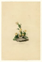 Tallrik 94 Gräsfink eller bukvinge