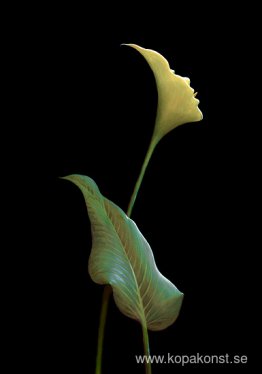 Sunlights Kiss