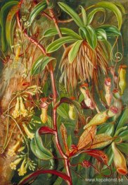 Seychellerna Pitcher Plant och Bilimb Marron