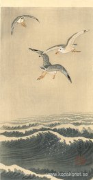 Måsar över vågorna