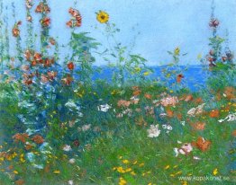 Poppies, Isles of Shoals 03