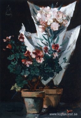 Stilleben med pelargoner i kruk