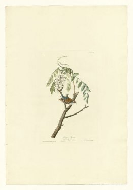 Tallrik 104 Chipping Sparrow