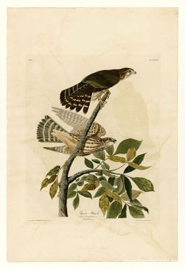 Tallrik 92 Pigeon Hawk