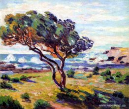 Vindbyar, Le Brusc