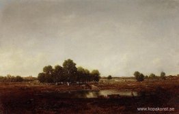Marsh Land