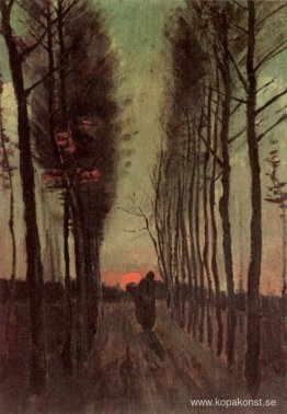 Avenue of Poplars vid solnedgången