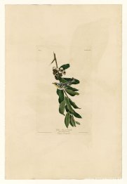 Tallrik 85 Gul strupsångare