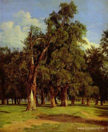 Gamla almar i Prater