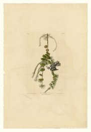 Tallrik 90 Black & White Creeper