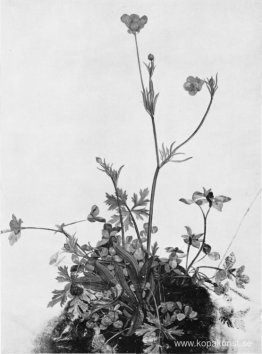 Smörbägare, rödklöver och groblad