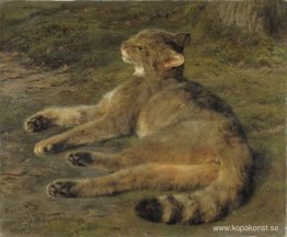 Vild katt