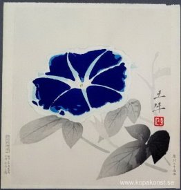 Morning Glory