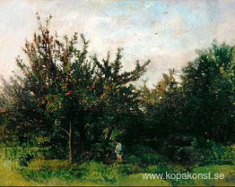 En äppelträdgård