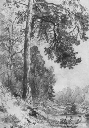 Forest River. Siverskaya