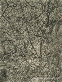 Trädgård på vintern