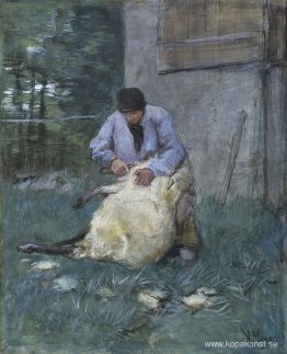 Fårklippare