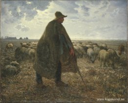 Herde som sköter sin flock