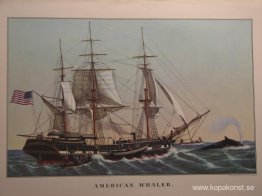 Amerikansk valfångare