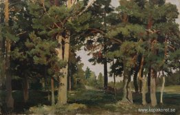 Skog